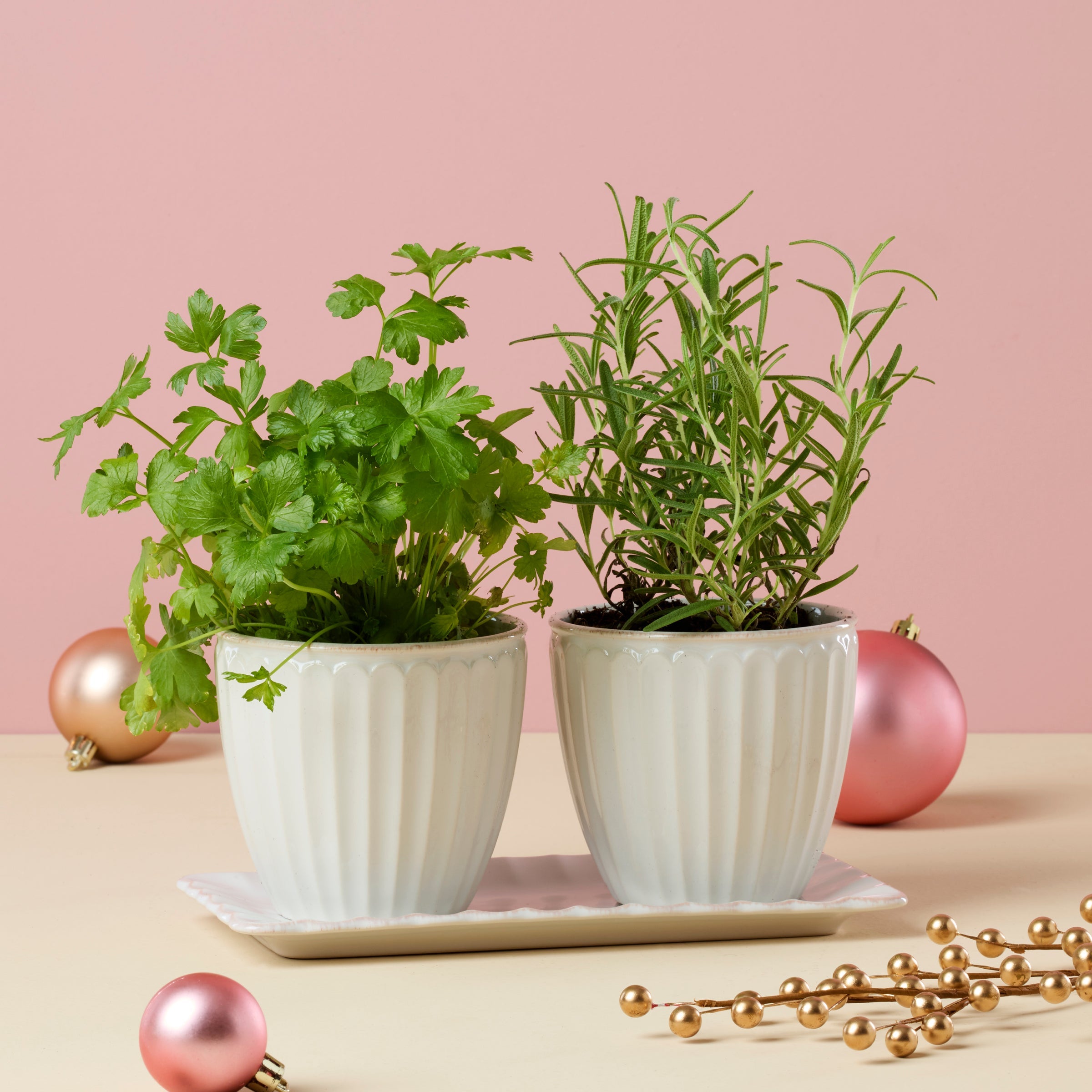 French Perle Scallop 3-Piece Herb Pot Set